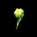Img.VTax3133.ExN.Img13