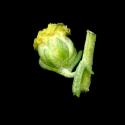 Img.VTax3143.ExN.Img7