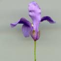 Img.VTax1073.ExN.Img6