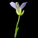 Img.VTax1085.ExN.Img8