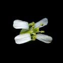 Img.VTax1088.ExN.Img6