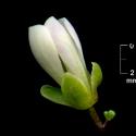 Img.VTax1089.ExN.Img3