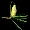 Img.VTax112.ExN.Img8