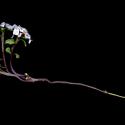 Img.VTax1149.ExN.Img9