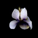 Img.VTax1285.ExN.Img3