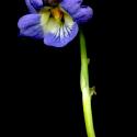 Img.VTax1291.ExN.Img3