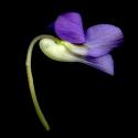 Img.VTax1301.ExN.Img6