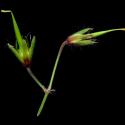 Img.VTax1378.ExN.Img8