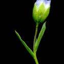 Img.VTax1410.ExN.Img1