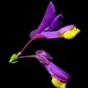 Img.VTax1457.ExN.Img9