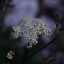 Img.VTax1559.ExN.Img7