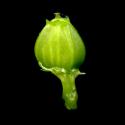 Img.VTax1642.ExN.Img7