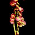 Img.VTax1784.ExN.Img8