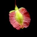 Img.VTax1784.ExN.Img9