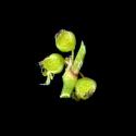 Img.VTax1790.ExN.Img2