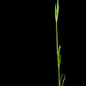 Img.VTax1883.ExN.Img1