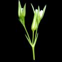 Img.VTax1884.ExN.Img8