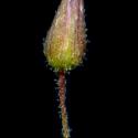Img.VTax1893.ExN.Img8