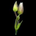 Img.VTax1893.ExN.Img9