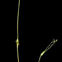 Img.VTax1912.ExN.Img10