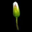 Img.VTax1912.ExN.Img6