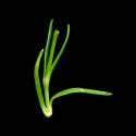 Img.VTax1940.ExN.Img6