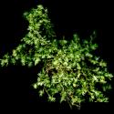 Img.VTax1954.ExN.Img6