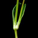 Img.VTax2014.ExN.Img11