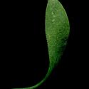 Img.VTax2014.ExN.Img4