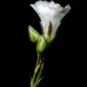 Img.VTax2029.ExN.Img2