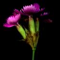 Img.VTax2041.ExN.Img13