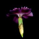 Img.VTax2041.ExN.Img15