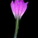 Img.VTax2041.ExN.Img9
