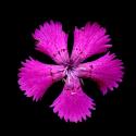 Img.VTax2048.ExN.Img3