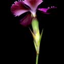 Img.VTax2048.ExN.Img4