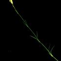 Img.VTax2052.ExN.Img12