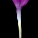 Img.VTax2052.ExN.Img6