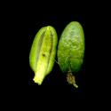 Img.VTax2143.ExN.Img7