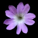 Img.VTax2163.ExN.Img6