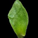 Img.VTax2163.ExN.Img9
