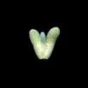 Img.VTax2184.ExN.Img1