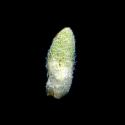 Img.VTax2184.ExN.Img8
