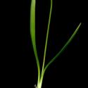 Img.VTax227.ExN.Img9