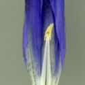 Img.VTax2273.ExN.Img2