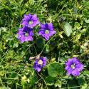Img.VTax2275.ExN.Img2