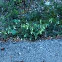 Img.VTax2329.ExN.Img6