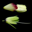 Img.VTax2333.ExN.Img9