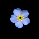 Img.VTax2364.ExN.Img10
