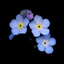 Img.VTax2364.ExN.Img11
