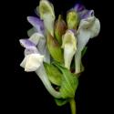 Img.VTax2403.ExN.Img4